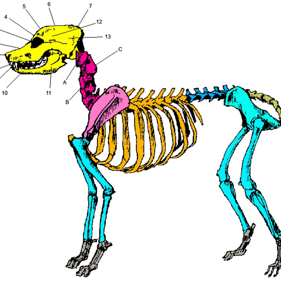 Скелет млекопитающих. Осевой скелет млекопитающих. Скелет собаки Бигль. Анатомия осевой скелет собаки. Скелет собаки для детей.