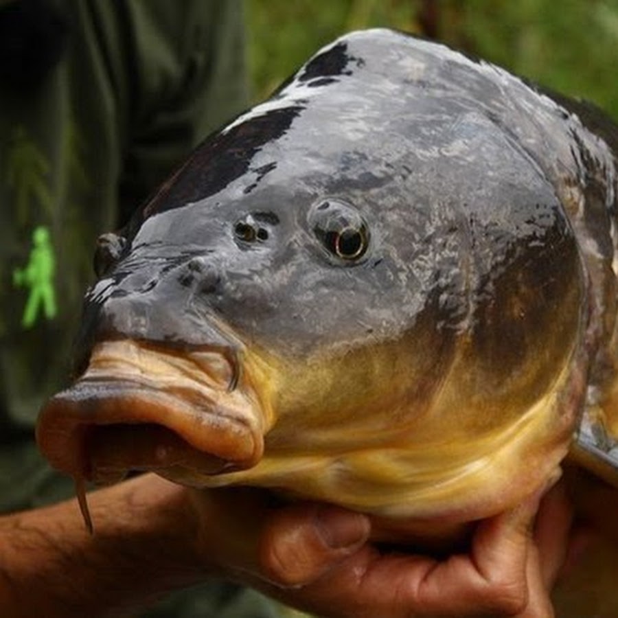 Zori fish. Дикий Карп. Карп свинья. Самый дорогой Карп. Зарыбленный пруд.