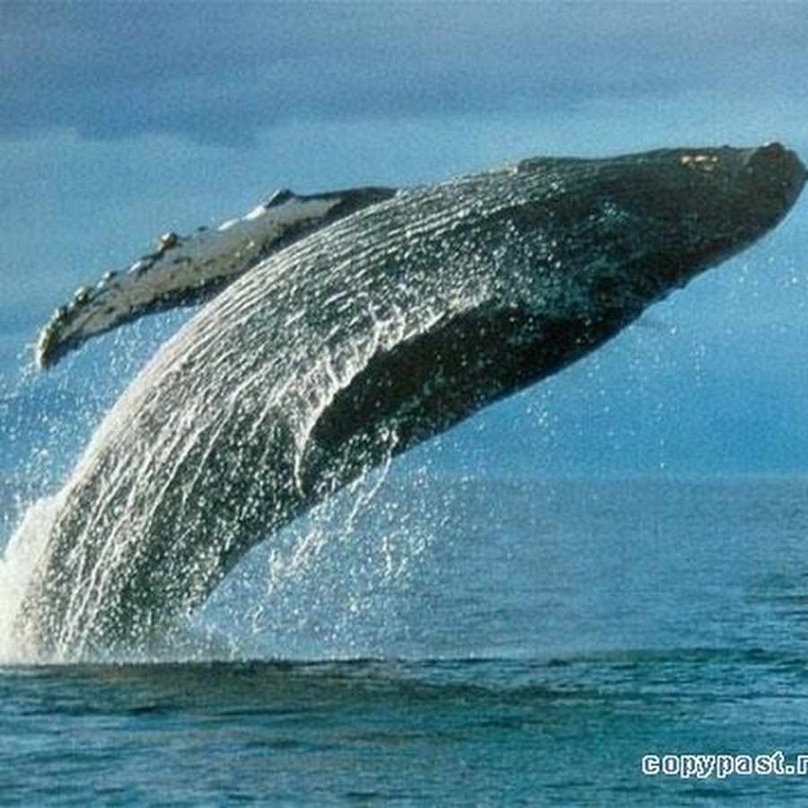 Кит самое большое млекопитающее. Самый большой кит в мире. Синий кит. Самое большое млекопитающее в мире. Кит самое большое животное на земле.