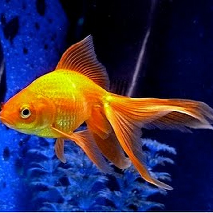 Рыбка золотого цвета. Золотая рыбка Комета вуалехвост. Золотая рыбка аквариумная. Рыбка вуалехвост голубая. Вуалехвост желтый.