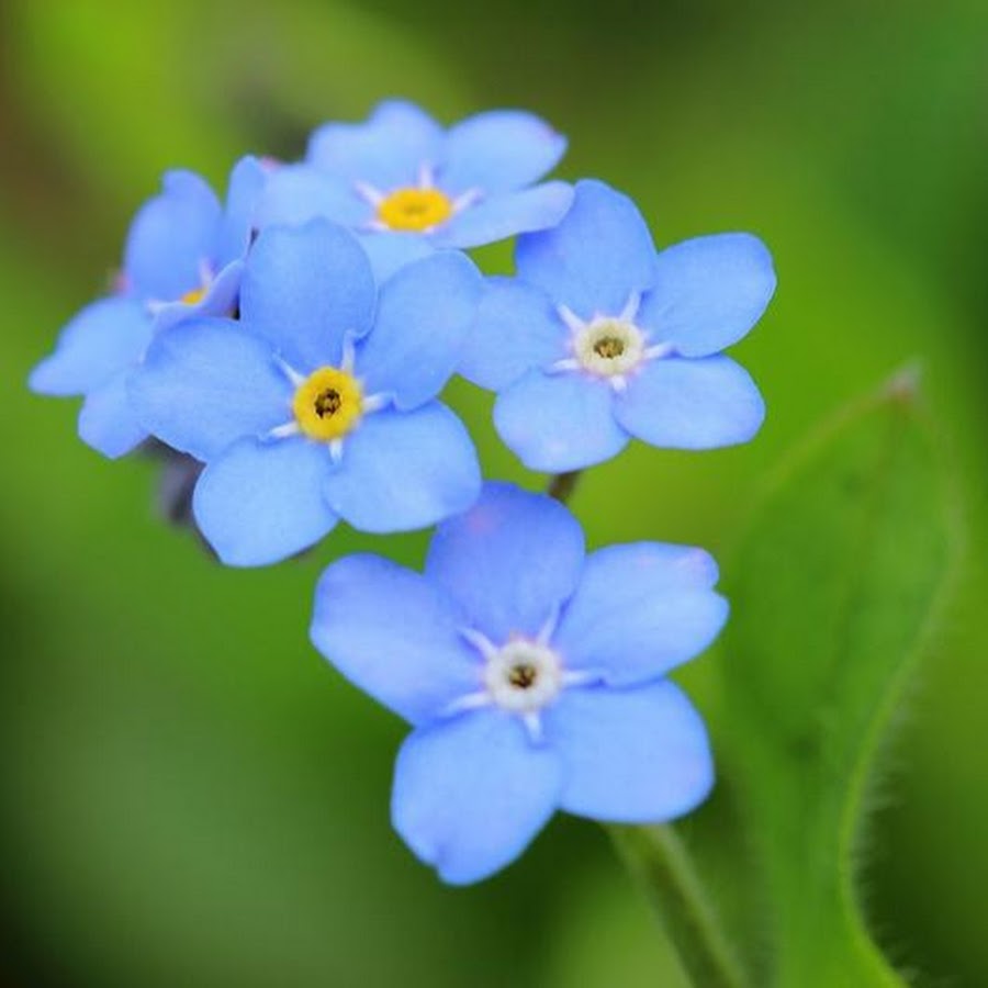 Незабудка Лесная Myosotis sylvatica