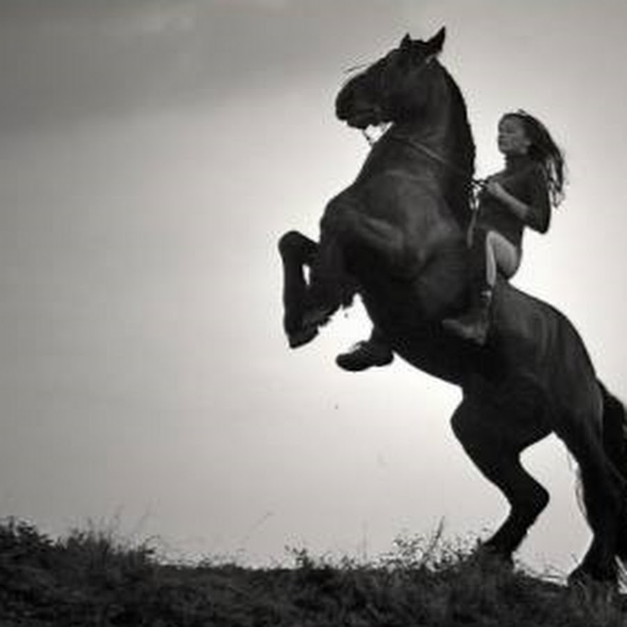 На сером коне. Лошадь на дыбах с всадником. Всадник на коне. Всадник с лошадью. Лошадь скачет.