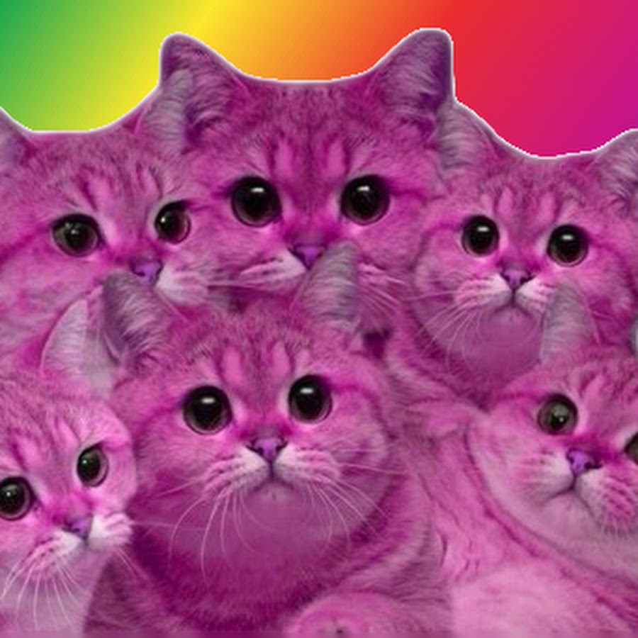 Кот нэп фиолетовый. Розовый котенок. Розовая кошка. Котики в розовом цвете. Розовые котятки.