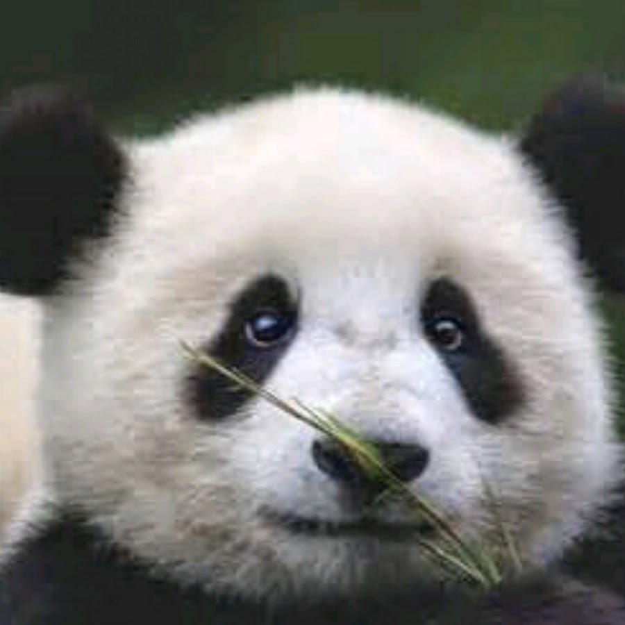 arthur <b>panda</b> Br - YouTube.