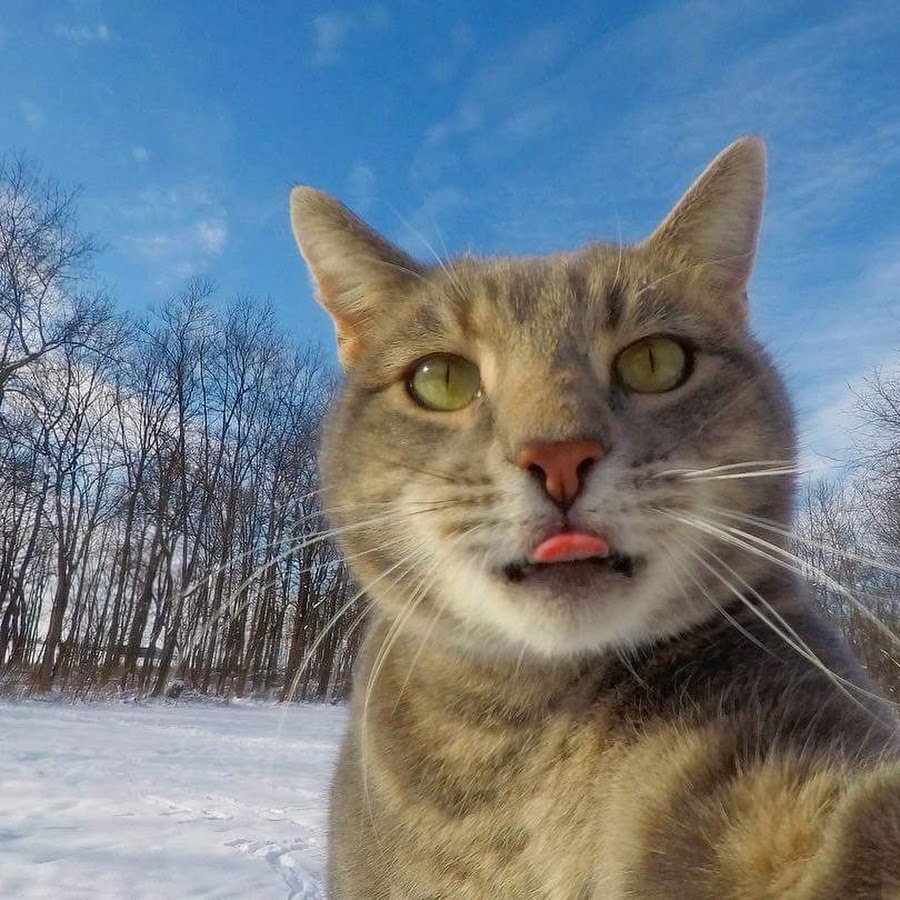 Кот делает селфи. Селфи сумасшедшего кота. Грустный кот селфи. Селфи котов Мем. Кот с ухмылкой селфи.