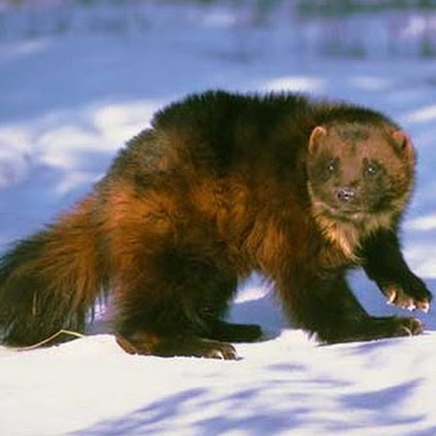 Зверь похожий на медведя. Росомаха (Gulo Gulo). Восточно Сибирская Росомаха. Росомаха в Якутии. Росомаха в тайге.