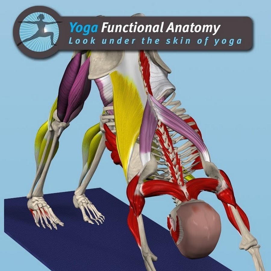 Yoga Functional Anatomy - Youtube