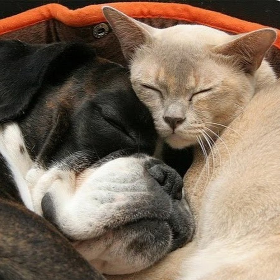 Вместе спокойный. Животные спят в обнимку. Кошки и собаки. Кошка и собака любовь. Спокойной ночи, кошки,собаки.