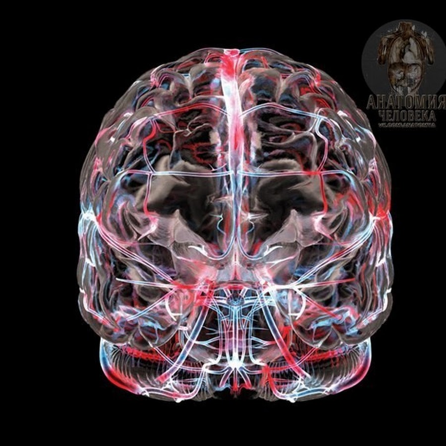 артерии питающие головной мозг схема. сосудистая система мозга. кровоснабжения лобной доли головного мозга. сосудистая система мозга. сосудистые системы мозга.