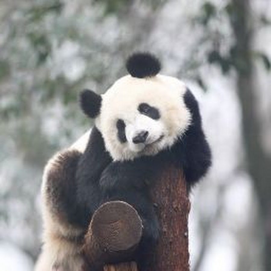 Обнять панду. Панда обнимает. Панды обнимаются. Панда обнимашки. Влюбленные панды.