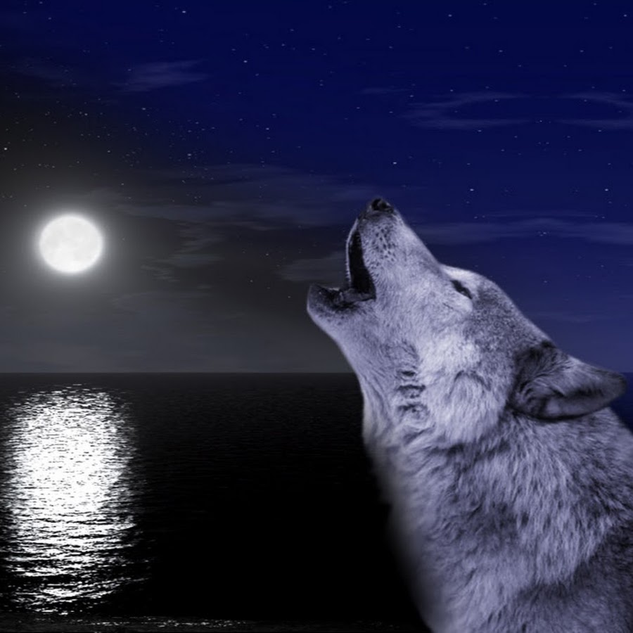 Волками воем на луну песня