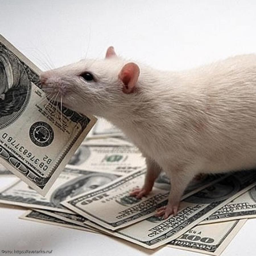 Hamster money. Крыса на аву. Животные с деньгами. Лукавая крыса. Мышка с денежкой.