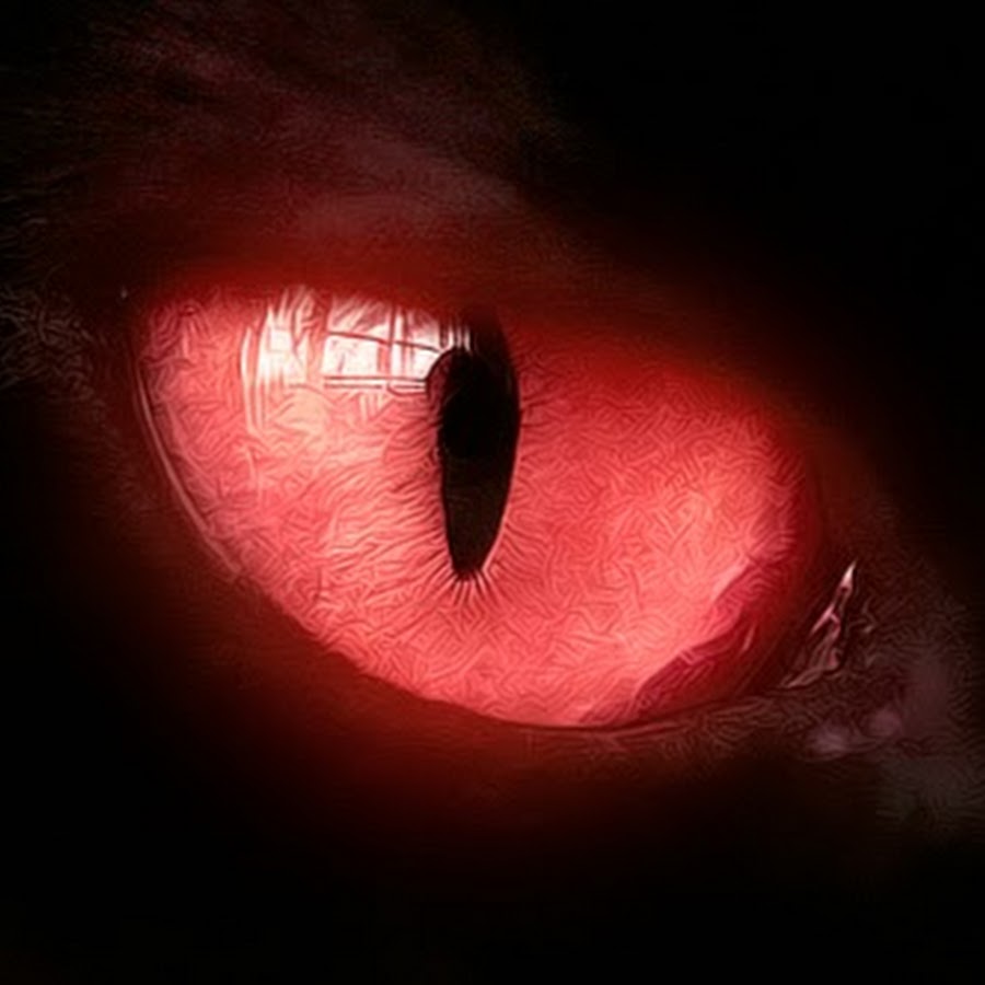 светящиеся глаза кошки в темноте. почему у кошек светятся глаза. светящиеся глаза кошки. кошачий глаз. почему у кошек светятся глаза.