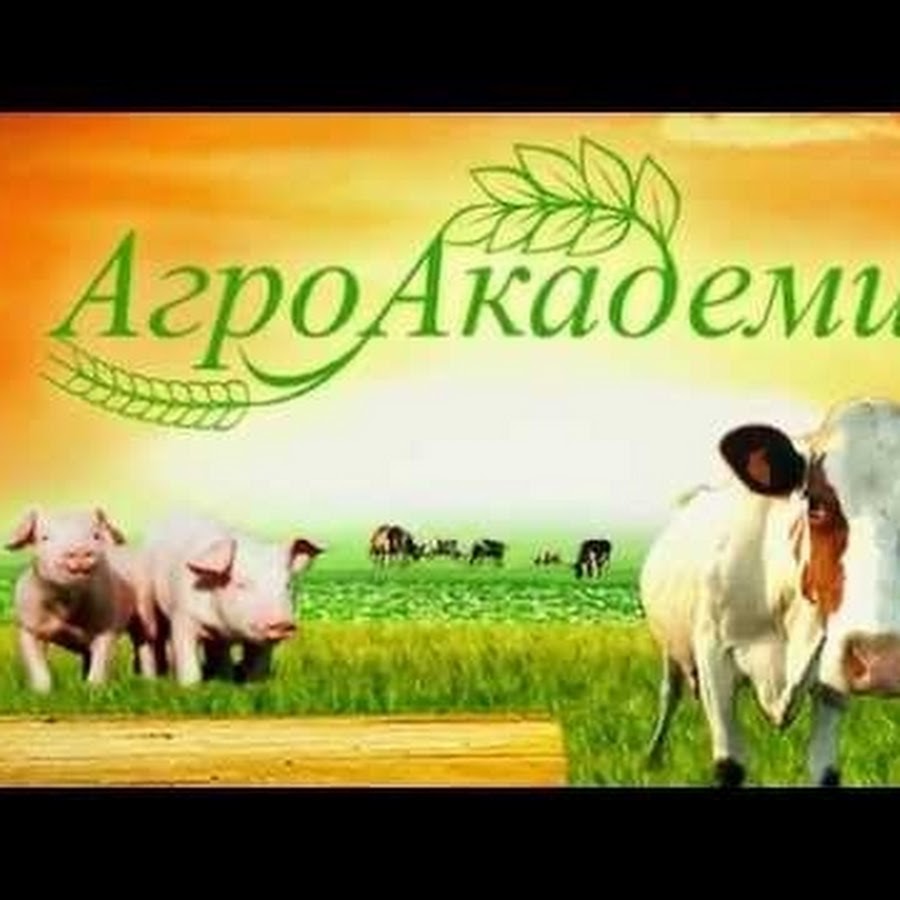 Агроакадемия. Премикс Агроакадемия. Агроакадемия БМВД.