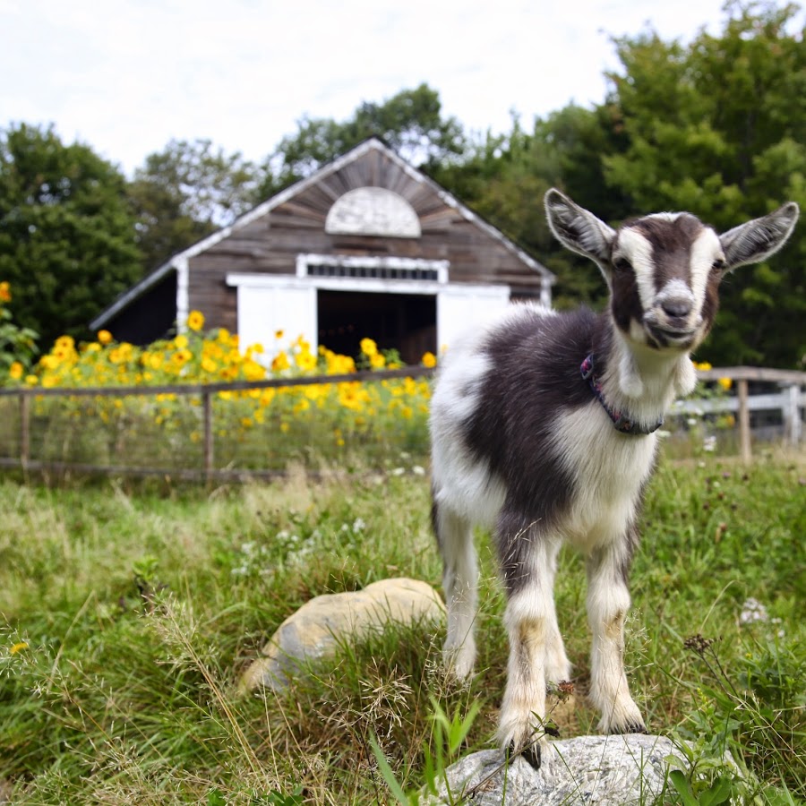 Farm me. Goat Holland Farm.