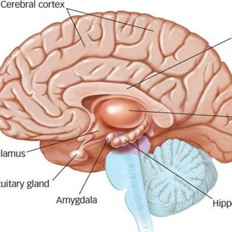 Ковид головного мозга. Миндалевидное тело (Corpus amygdaloideum. Строение мозга Амигдала. Таламус и Амигдала. Таламус и гиппокамп.