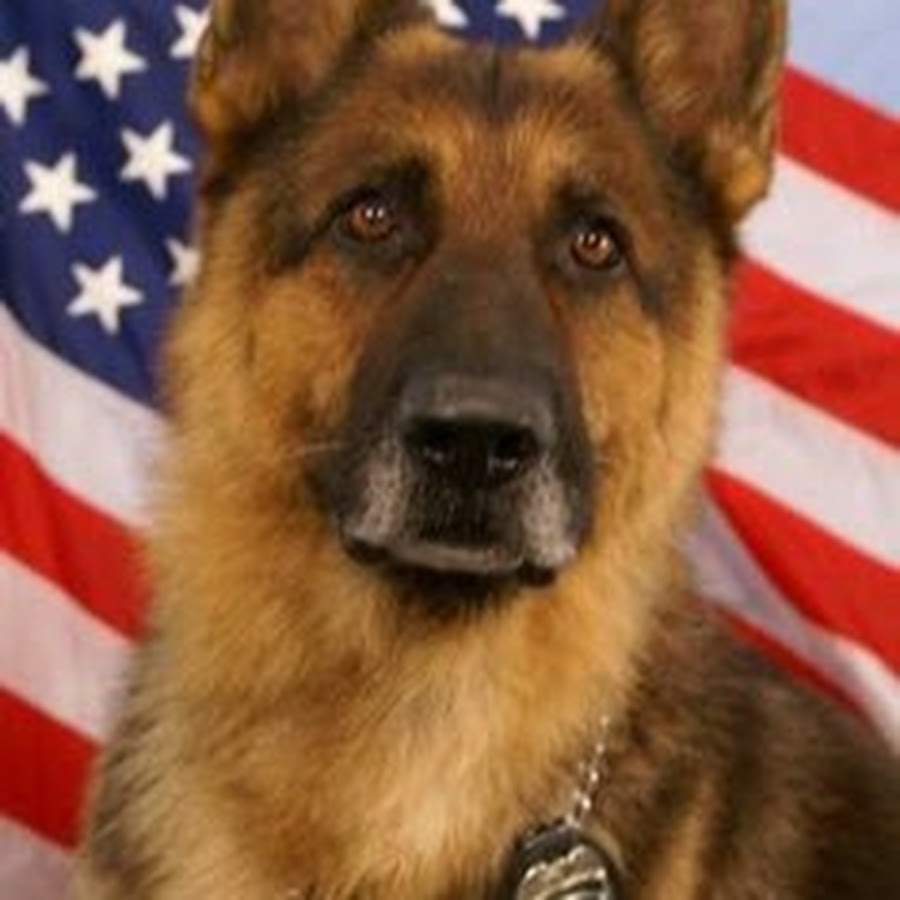 Американский немецкий. Немецкая овчарка k9. K-9 овчарка. K9 Police овчарка. Julius k9 немецкая овчарка.