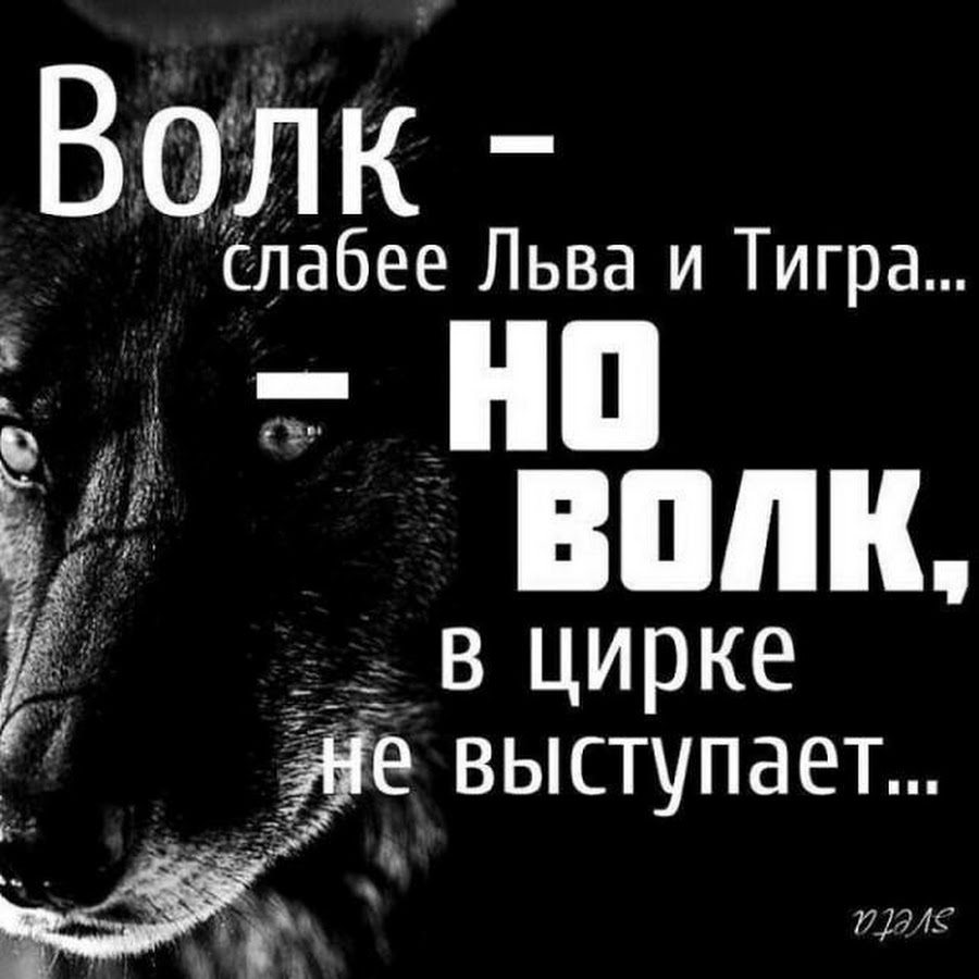 Пацанские цитаты с волком. Волк слабее Льва и тигра но волк в цирке не выступает. Волк в цирке не выступает. Волк НН выстпуает в цирке. Волк в цирке не выступает цитата.