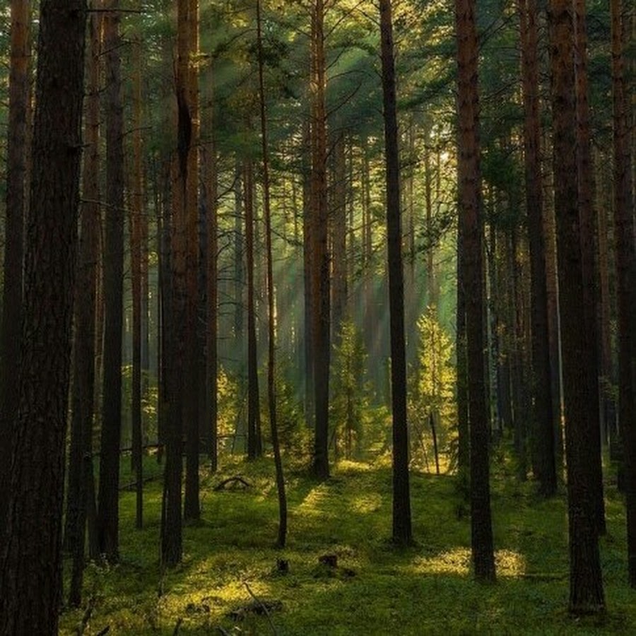 Бор это лес. Соснового Бора соснового Бора. Бернгардовка лес Сосновый Бор. Ширингинский Сосновый Бор. Сосняки в Иркутске Сосновый Бор.