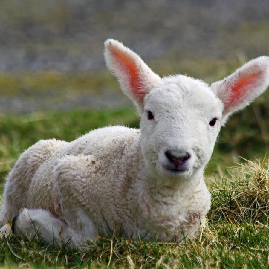 Little lamb