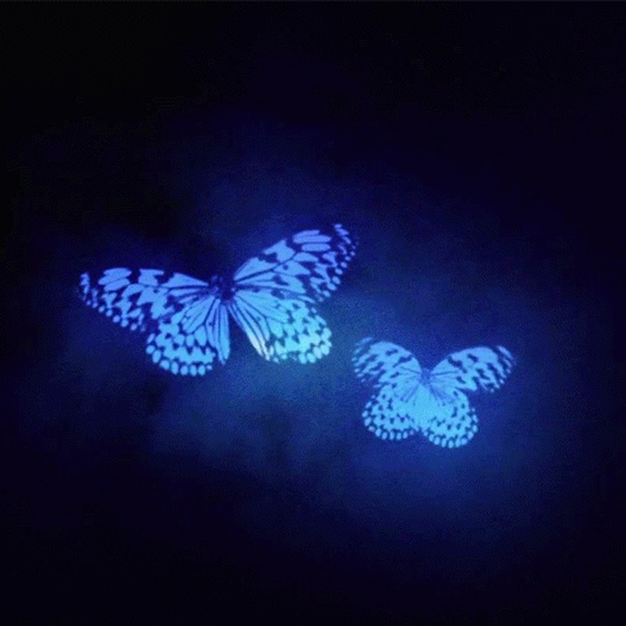 картинки бабочки красивые анимация