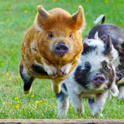 League of Pigs