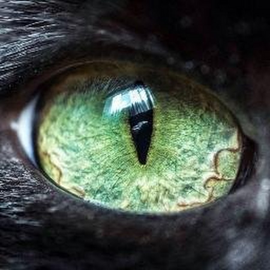 Сделать глаза кошке. Кошачий глаз. Необычные глаза животных. Зрачок кошки. Глаз крупным планом.
