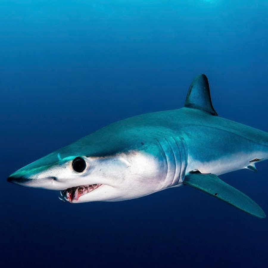 Мако акула опасна для человека. Серо голубая акула мако. Гигантская акула мако. Акула мако акула молот. Бронебойная акула-мако.