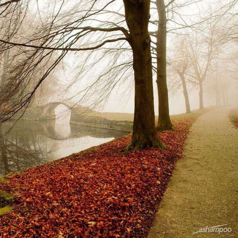 Сапоги резиновые. Небо в луже. Сапоги осенние резиновые. С наступающим обувь. Цветы в сапогах.
