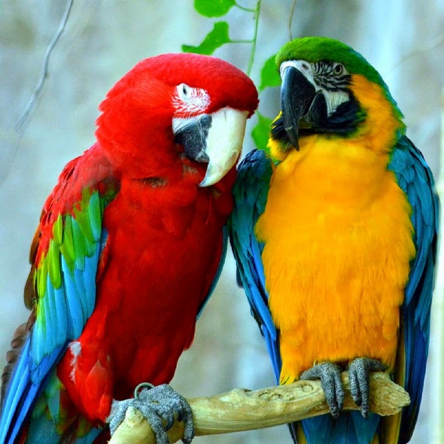Разноцветное какаду. Какаду и ара и жако. Попугай ара и жако. Попугай ара и Какаду. Амазон попугай.