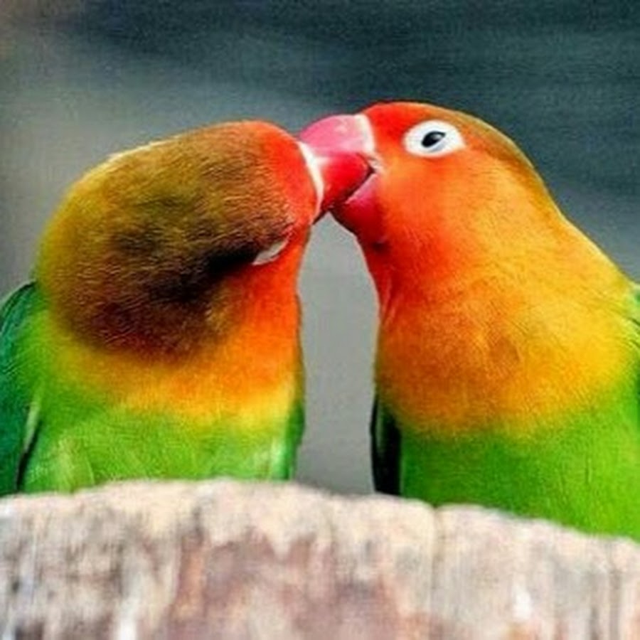 I love birds. Cocktail Parrot. Girl kissing a Parrot.