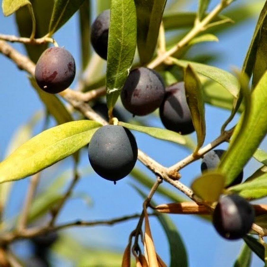 Olea europaea fruit oil