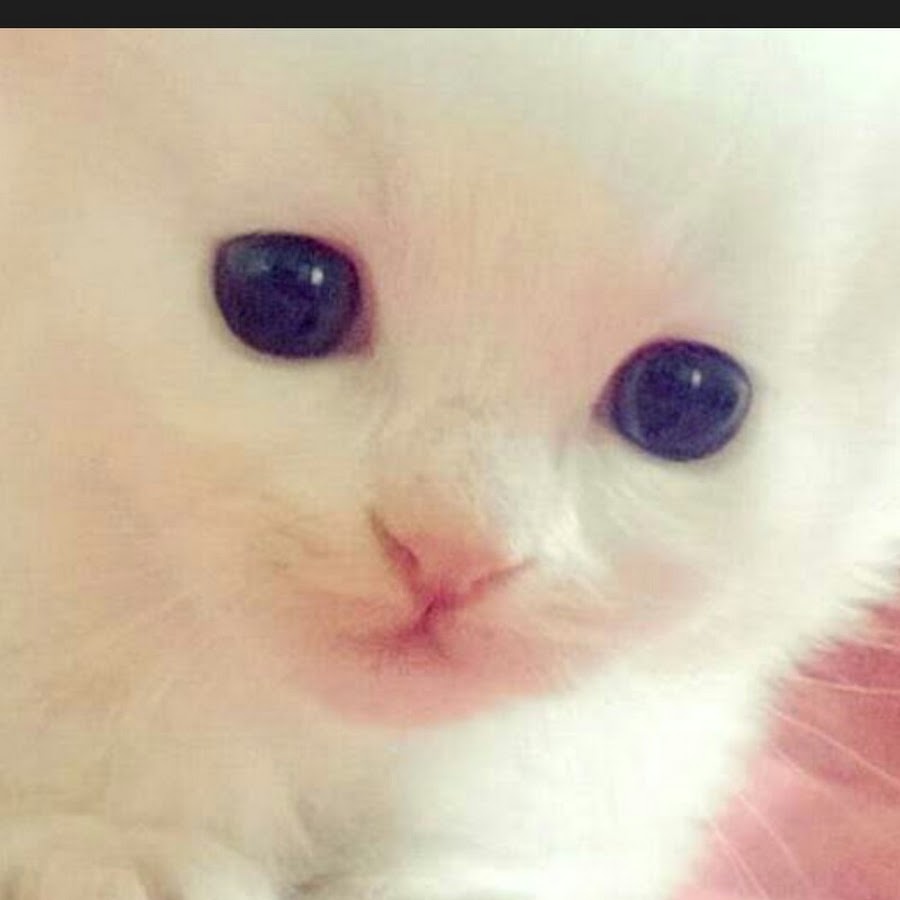 APkrFKYMJz3X_DBWoQH6uwN6aYUnGdY3D88szjhiFOtS=s900-c-k-c0x00ffffff-no-rj