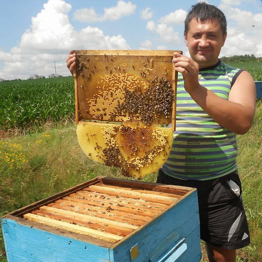 Видео пчеловодство новинки. Улей для пчел. Пчелы в улье. Пчелы пасека. Пчелиная рамка.
