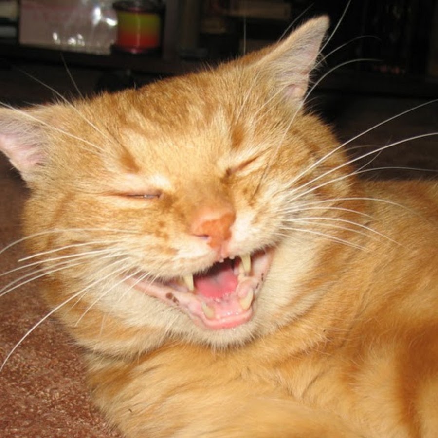 Просто мяу. Кот ржет. Котик смеется. Рыжий усмехающийся кот. Рыжий кот показывает язык.