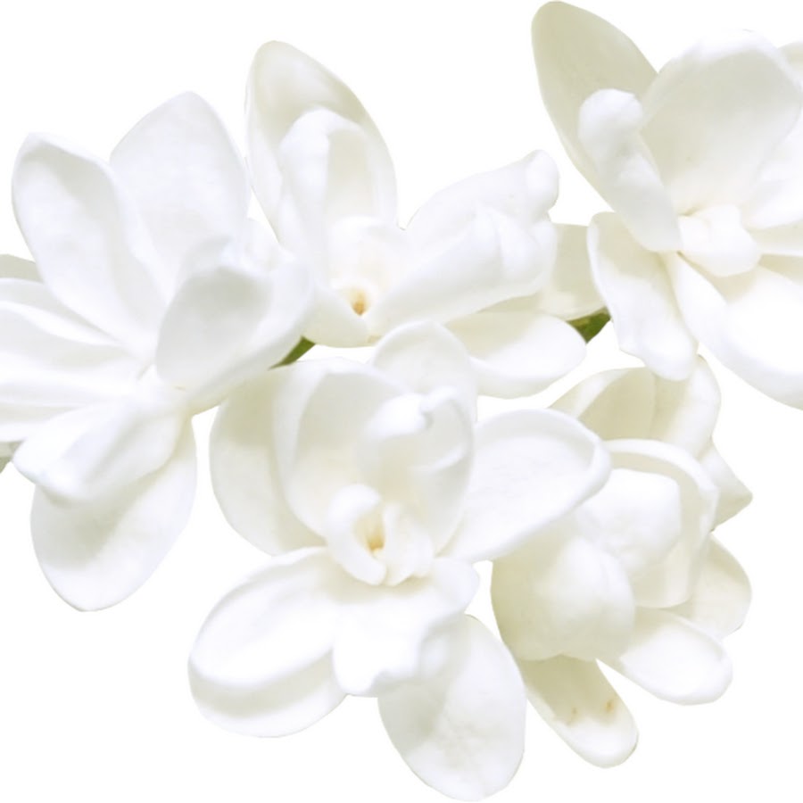 Fleur blossom. Белые цветы на прозрачном фоне. Белые цветы на белом фоне. Цветы на прозрачном фоне для фотошопа. Белые цветочки на прозрачном фоне.