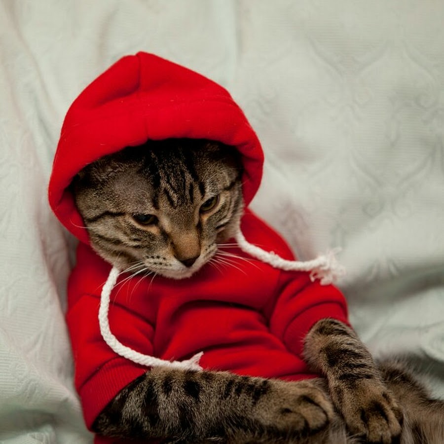 Ава hacker cat. Matrix кошка. Hacker cat. Кот матрица. Кот киберпанк ава.