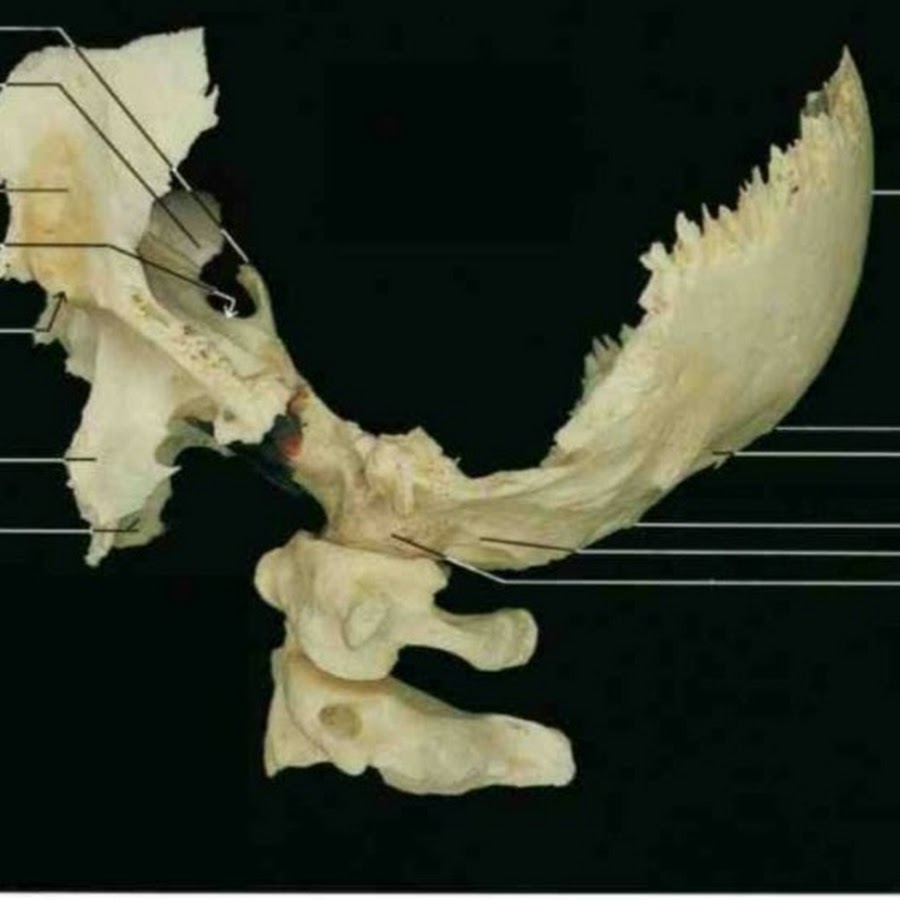 Позвоночник неподвижно соединен с черепом у рыб. Сфенобазилярный синхондроз это. Клиновидная кость анатомия. Клиновидная кость черепа. Клиновидная и затылочная кость.