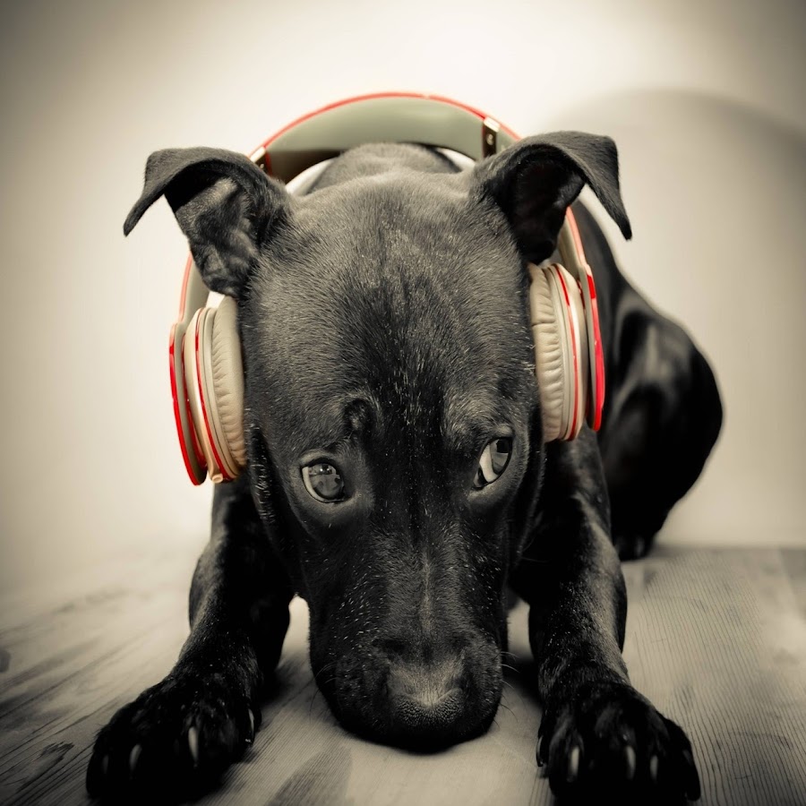 Собака звон. Звук собаки. Голоса собаки звук. Собака слушает музыку. Скул собаки звук.