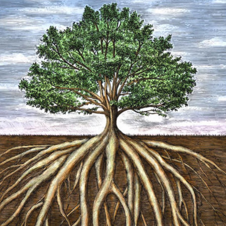 Tree roots, Trees to plant, Roots