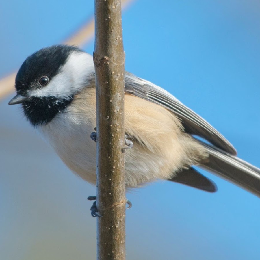 Blue Jay on a Snowy Day – Jocelyn Anderson Photography