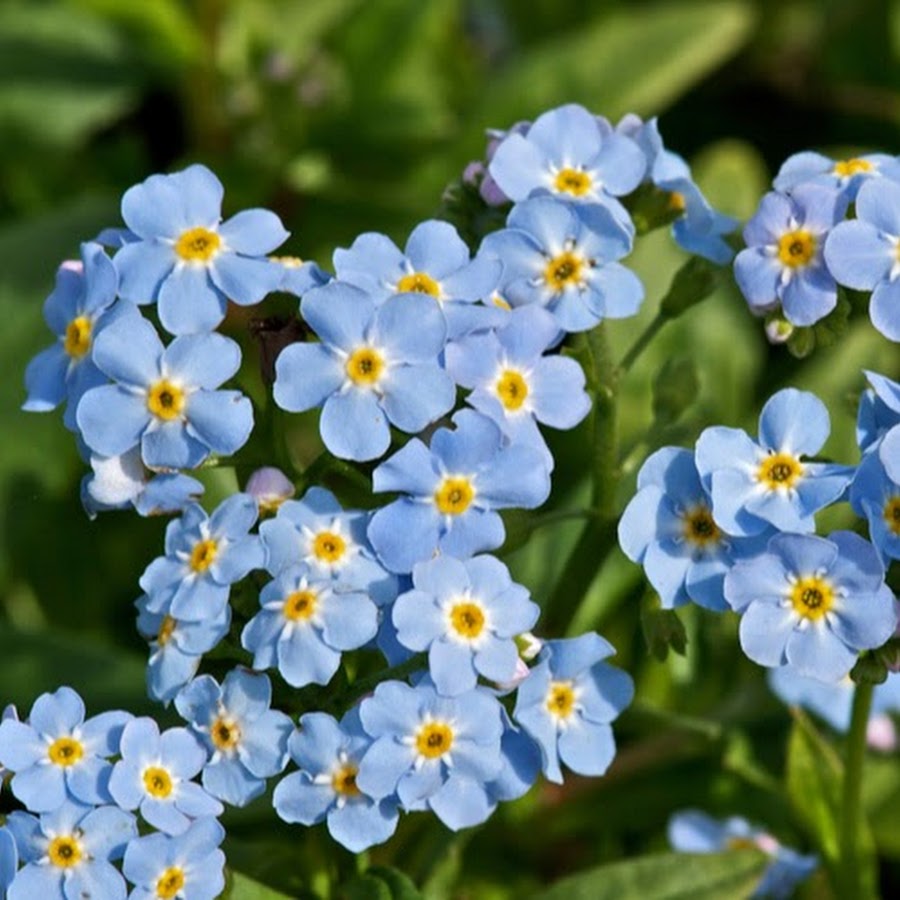 Незабудка Болотная Myosotis palustris.