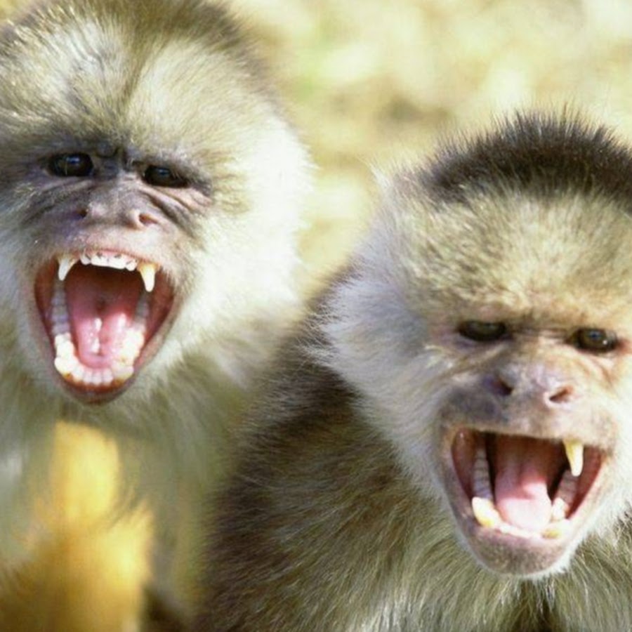 Как кричат обезьяны