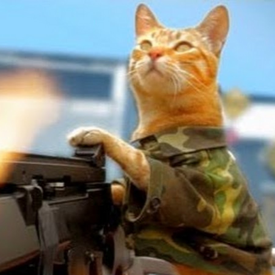 Кота страйке. Боевые коты. Боевой кот. Боевой рыжий кот. Уличный боевой кот.