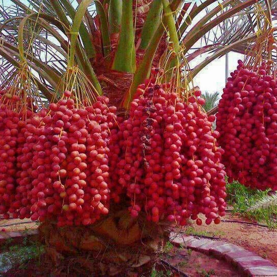 Как выглядит цветок финика SAUDI KHEJUR CHAS MURSHIDABAD - YouTube