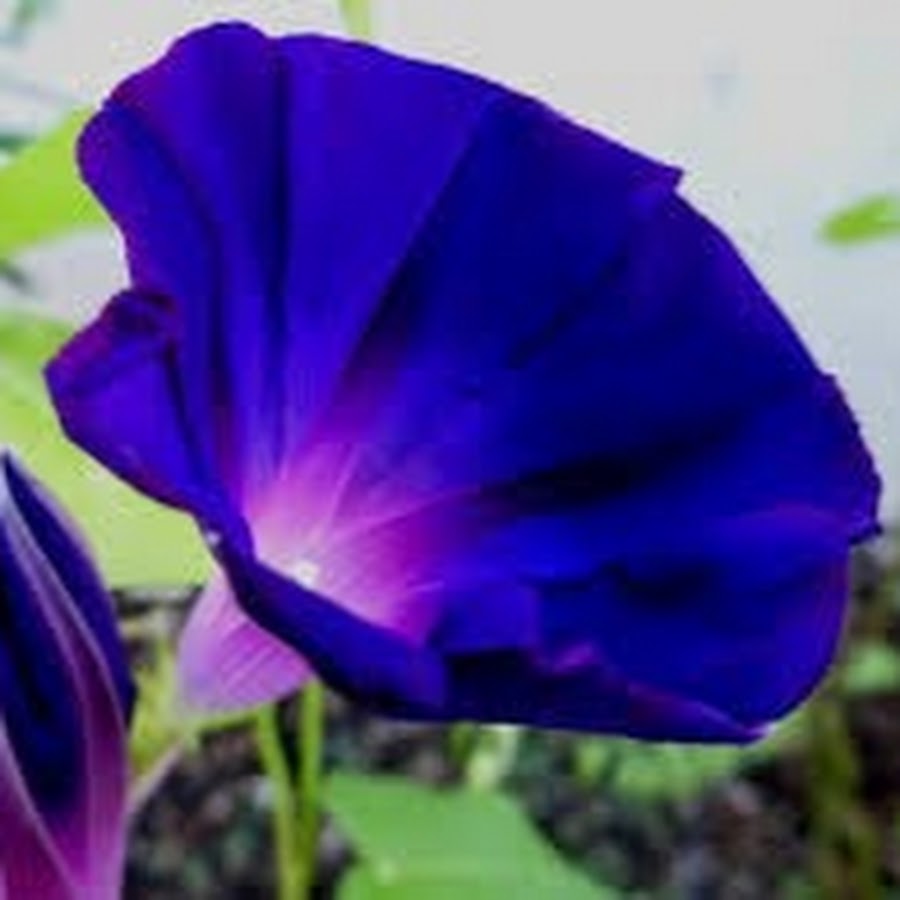 Слава цветов. Ipomoea violacea. Morning Glory (Ipomoea violacea. Ipomoea violacea растение. Ипомея черная.