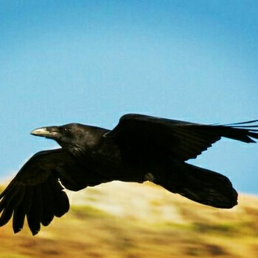 Wild crow. Ворон. Ворон Кузгун. Дикий ворон. Kolkrabe.