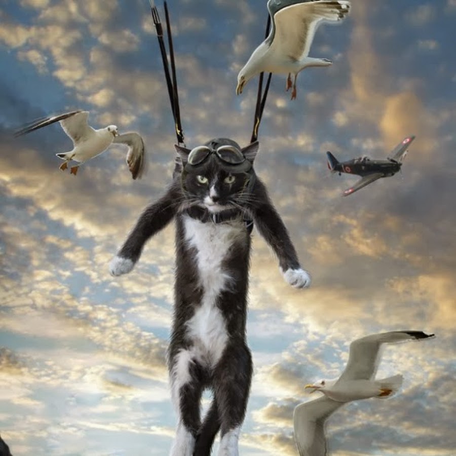 Кот на парашюте