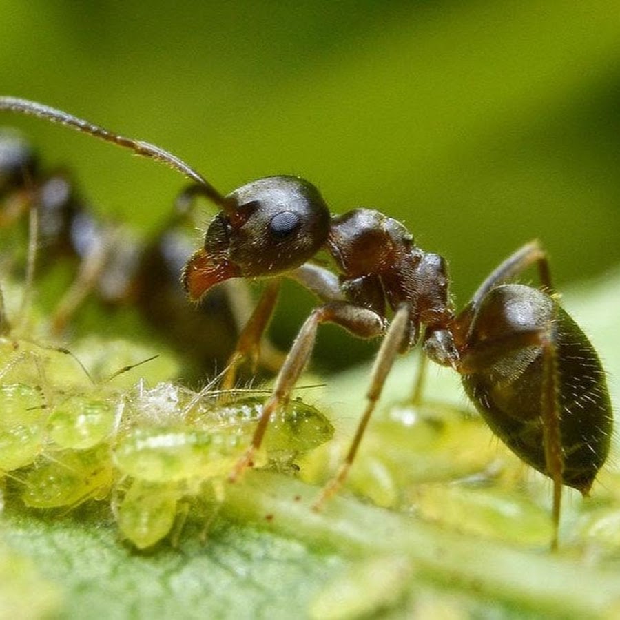 Черный муравей. Муравьи лазиус нигер. Садовые муравьи лазиус нигер. Лазиус флавус. Lasius Niger или черный садовый муравей.
