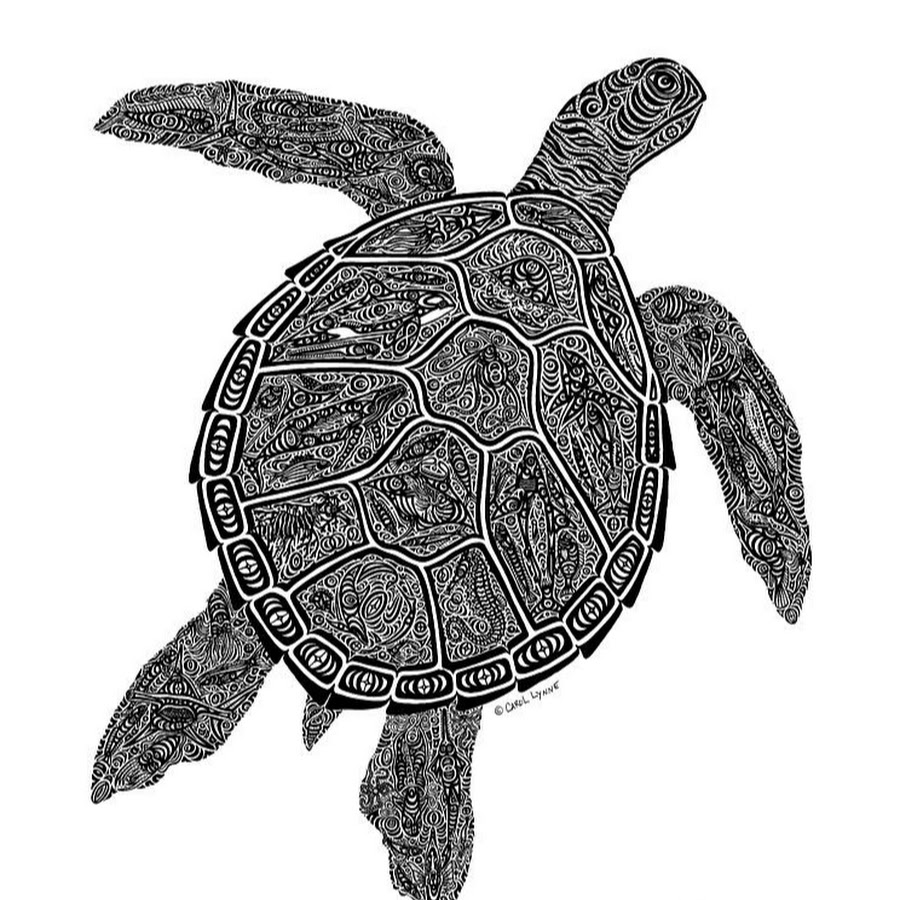 Turtle draw